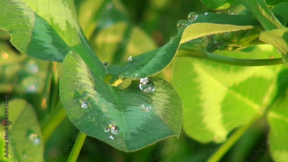 Leaves with dew on them in the morning Leaves with dew on them in the morning