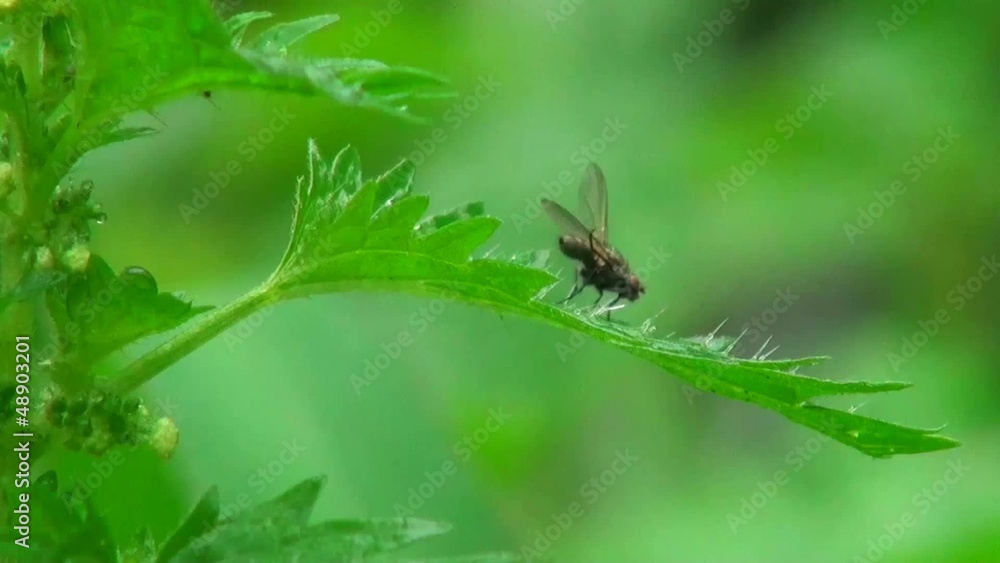 fly cleans its paws fly cleans its paws