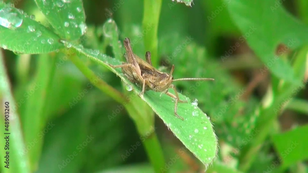 Grasshopper sitting in the green leaf Grasshopper sitting in the green leaf