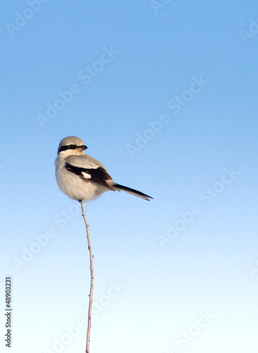 great grey shrike / Lanius excubitor