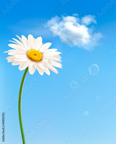 Beautiful white daisy in front of the blue sky. Vector.