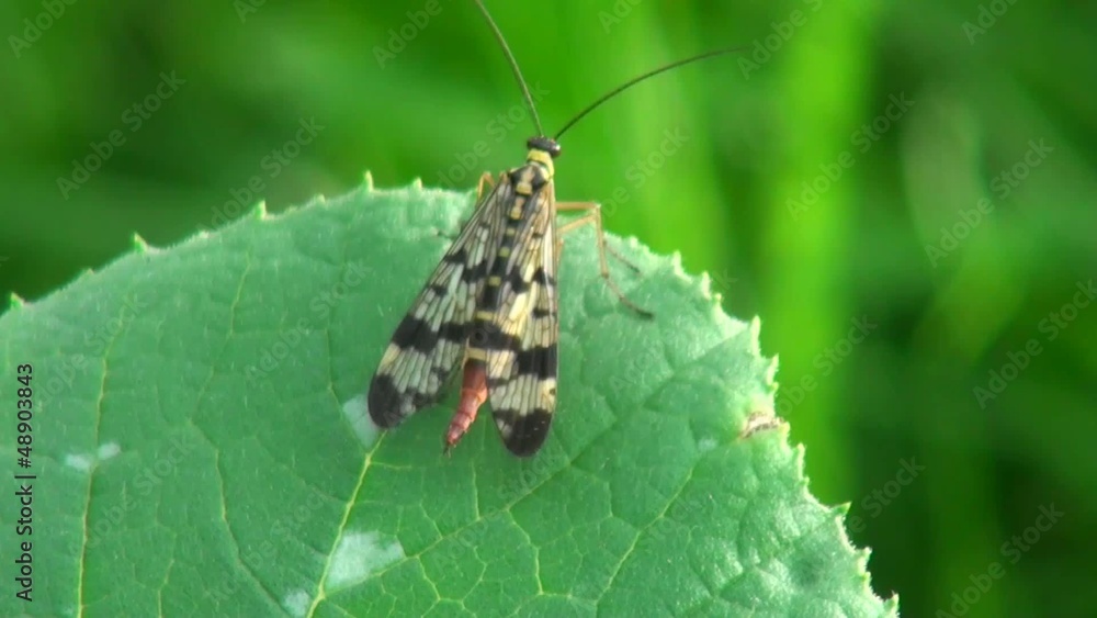 butterfly sitting on a green leaf butterfly sitting on a green leaf