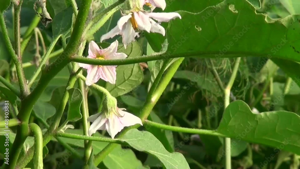 Eggplants grow in the garden Eggplants grow in the garden