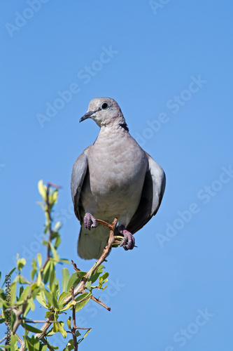 Cape Turtle-dove; Streptopelia capicola