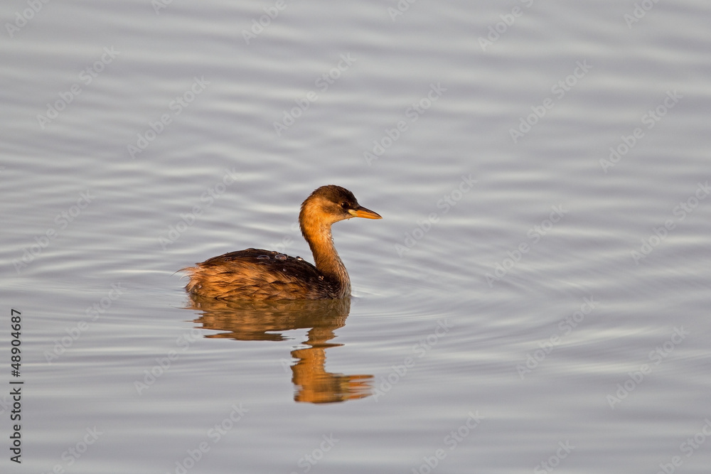 Little grebe (dabchick); Tachybattus ruficollis Little grebe (dabchick); Tachybattus ruficollis
