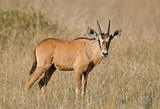 Oryx calf; Oryx gazella
