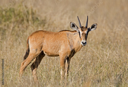 Oryx calf  Oryx gazella