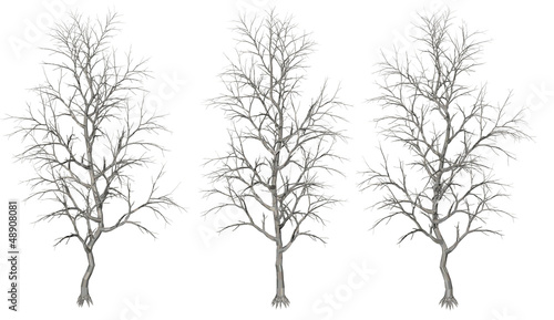 Set of three different shape of tree