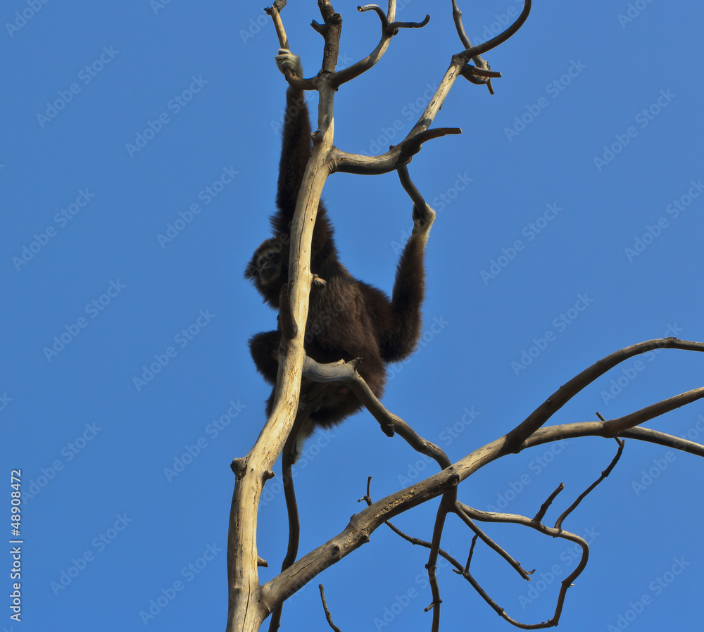 White-handed Gibbon White-handed Gibbon