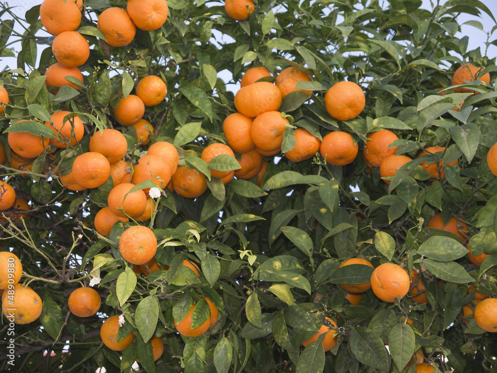 Oranges growing in the street in Nerja Andalucia Spain