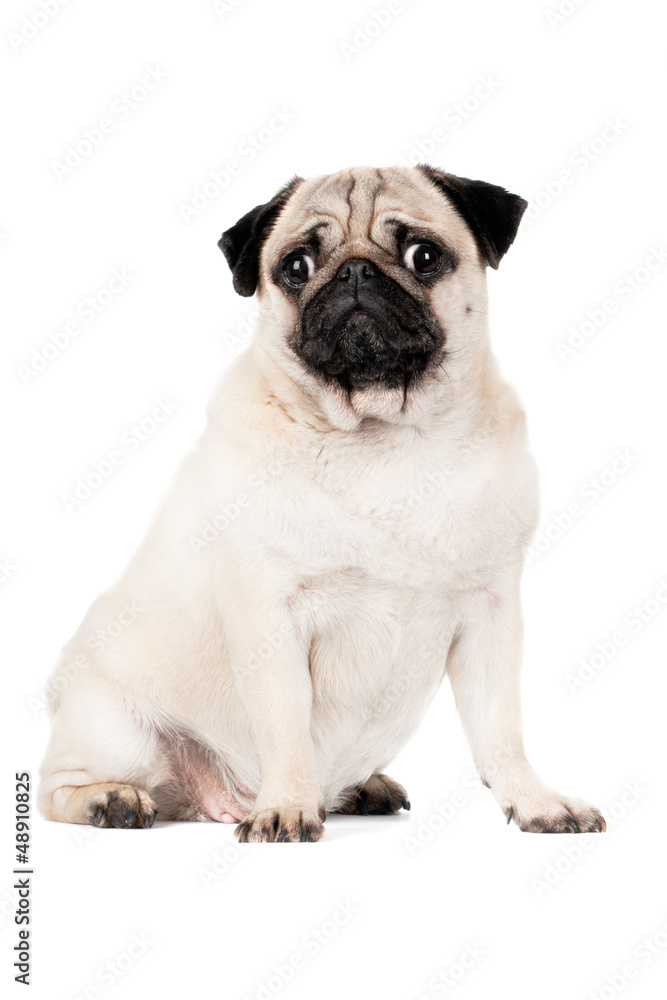 adorable pug dog portrait