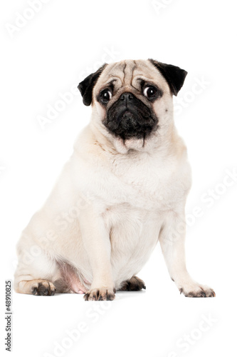 adorable pug dog portrait © otsphoto