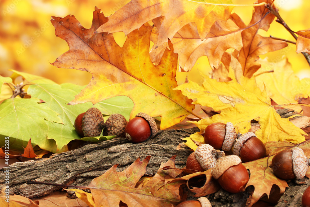 Naklejka premium brown acorns on autumn leaves, close up