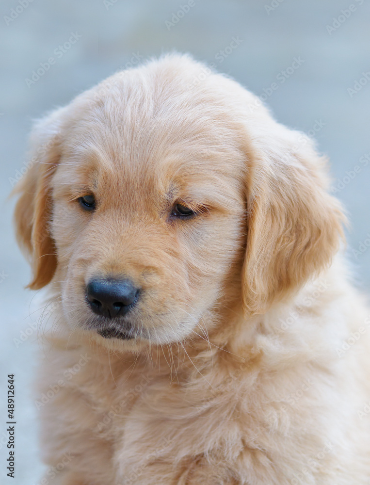 portrait of a golden retriever puppy