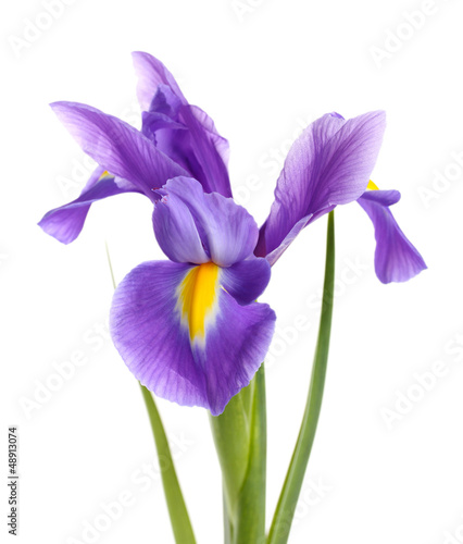 Fototapeta Naklejka Na Ścianę i Meble -  Purple iris flower, isolated on white
