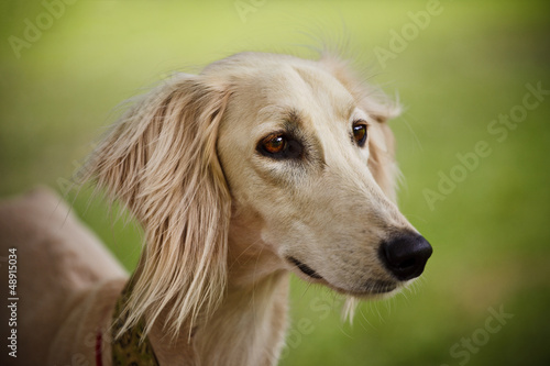 Saluki Portrait