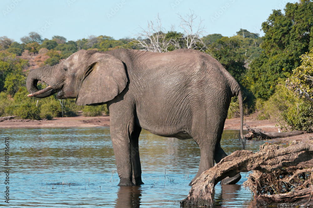 Obraz premium Chobe river elephant