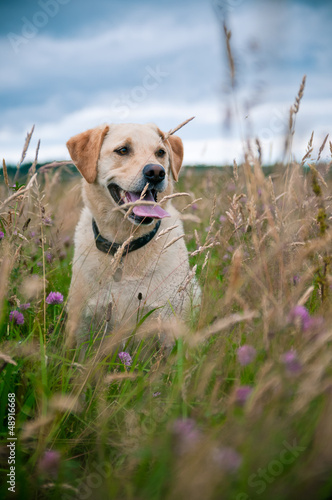 Working Dog