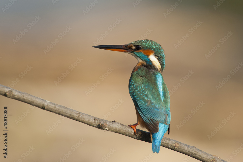 custom made wallpaper toronto digitalFemale Kingfisher