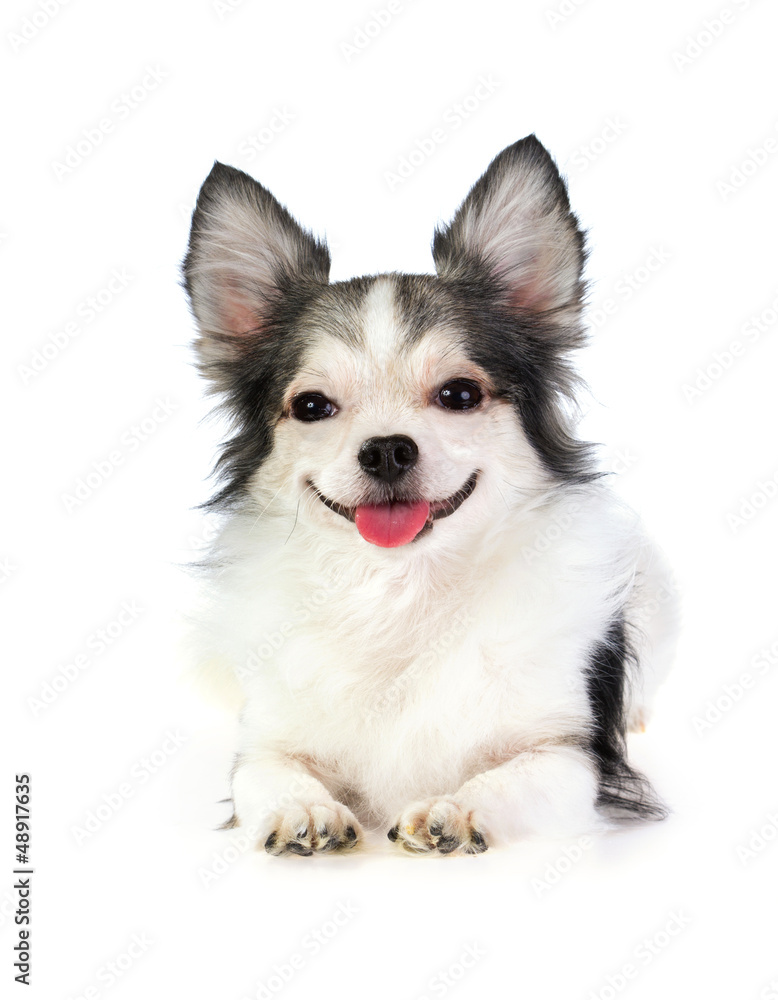 smiling long coated chihuahua