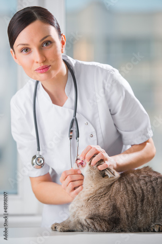 Fototapeta Naklejka Na Ścianę i Meble -  Veterinarian examining teeth of a cat while doing checkup at cli