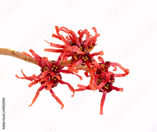 Red Hamamelis Flowers close-up