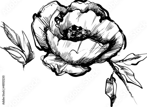 a sketch  of bud  of flower of peony