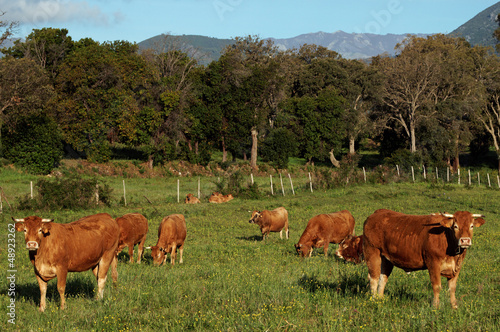 Corse, troupeau de vaches en Costa verde