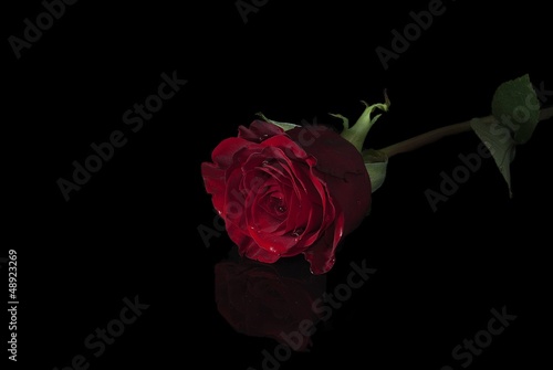 Red Rose