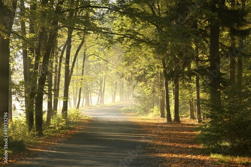 Country road through autumn park on a foggy, sunny morning