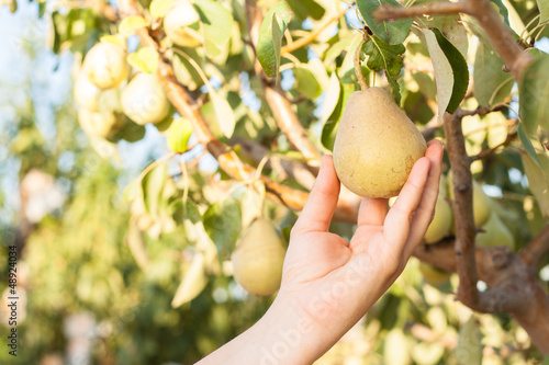 Woman harvesting pears on a tree branch