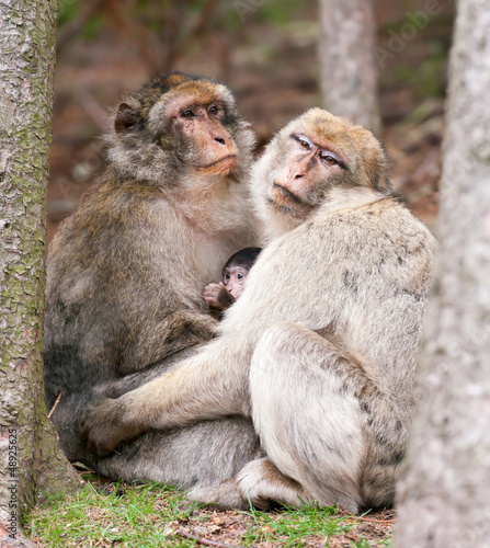 Monkey Family © Gyula Gyukli