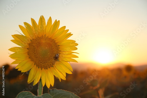 Fototapeta Naklejka Na Ścianę i Meble -  AYÇİÇEĞİ