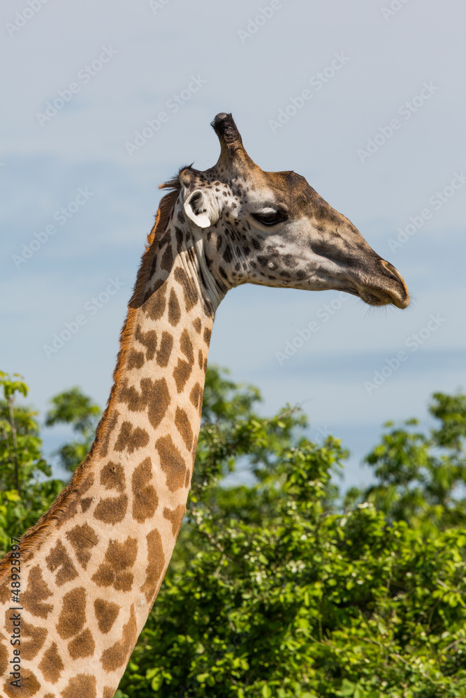 Giraffe in Africa, Zambia Giraffe in Africa, Zambia