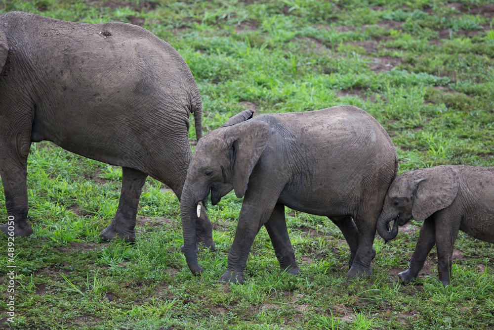 Fototapeta premium Elephant in Zambia, Africa safari