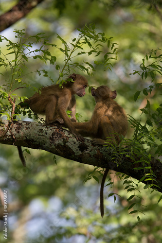 Vervet Monkeys playing in a tree