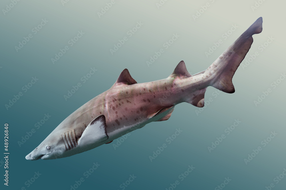 Naklejka premium freundlicher hai