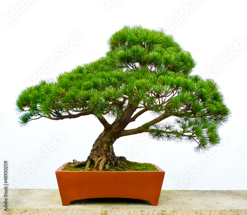 Bonsai pine tree