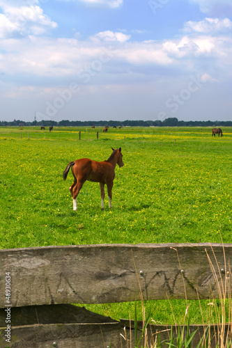 Young foal in the meadows © Ivonne Wierink