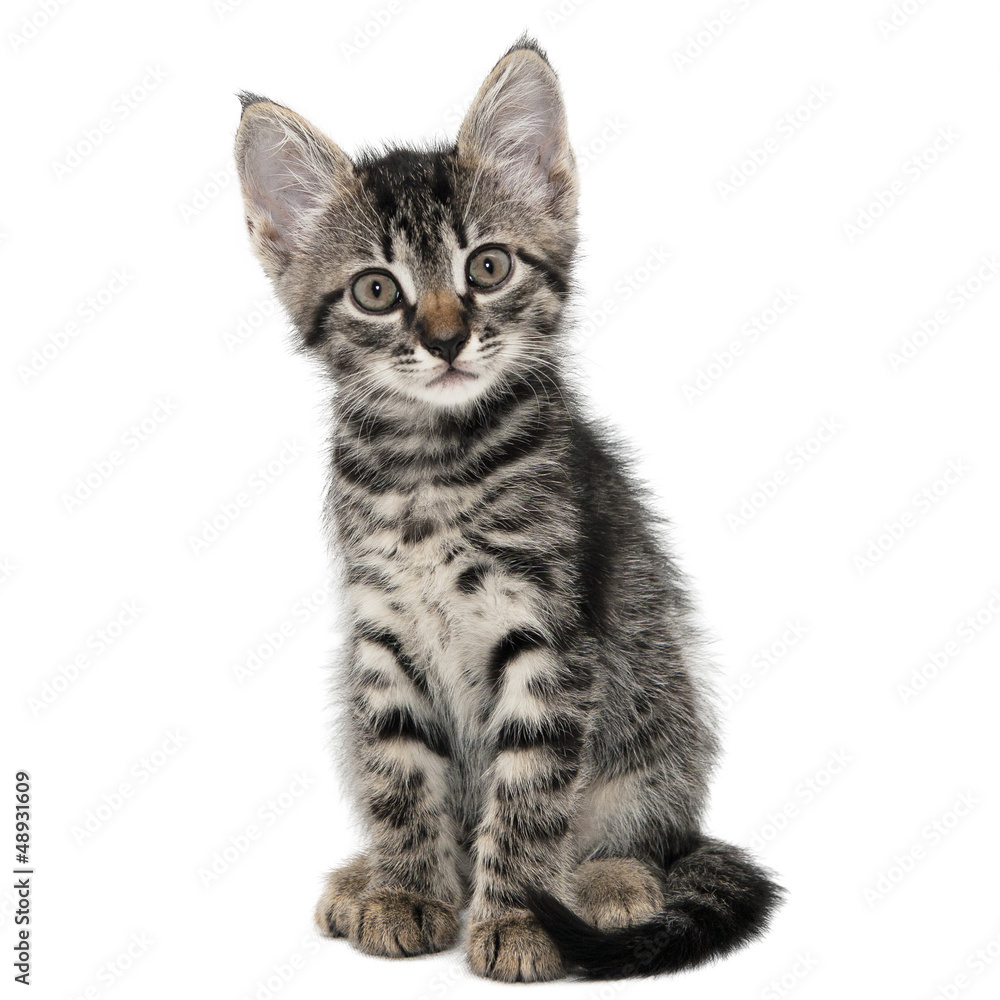 Obraz premium gray striped kitten with a surprised grimace