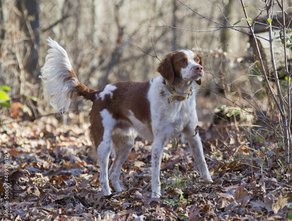 Bert the brown and white Brittany Spaniel at Attention