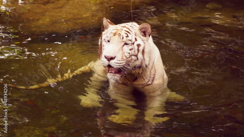 White tiger