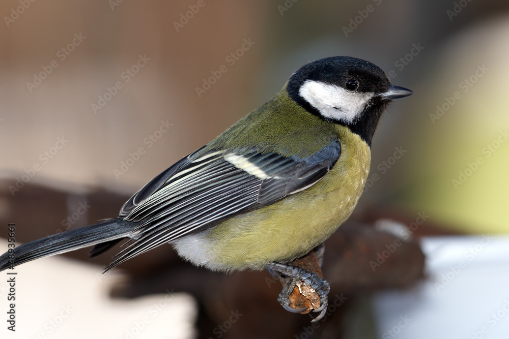 Fototapeta premium Great tit portrait