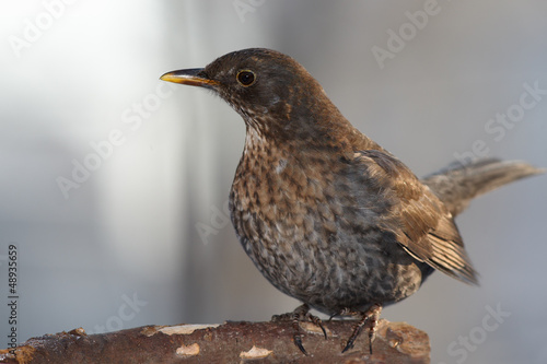Blackbird female portrait