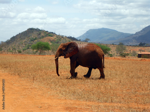 Elephants in Tsavo