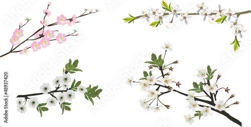 collection of isolated sakura branches