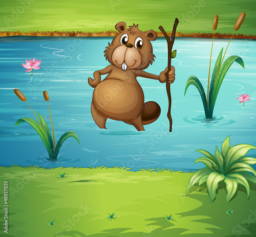 A beaver with a wood in the river