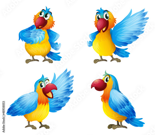 Four colorful parrots
