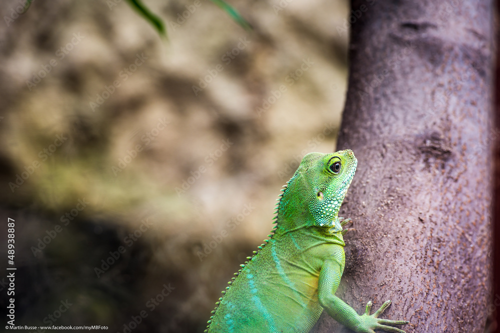 Leguan Leguan