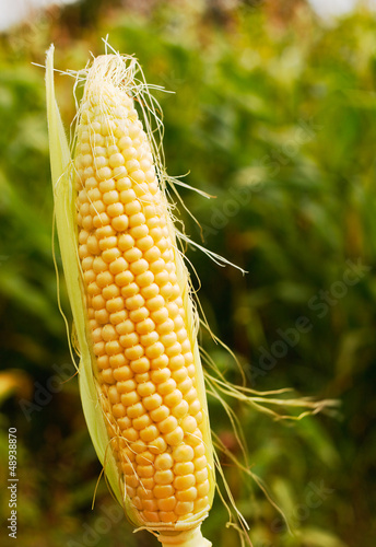 ear of corn popular farm animal feed photo